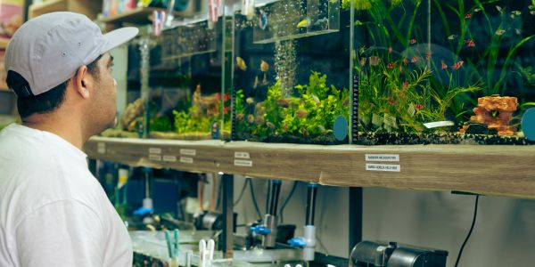 Man observing fish tanks in a pet store.