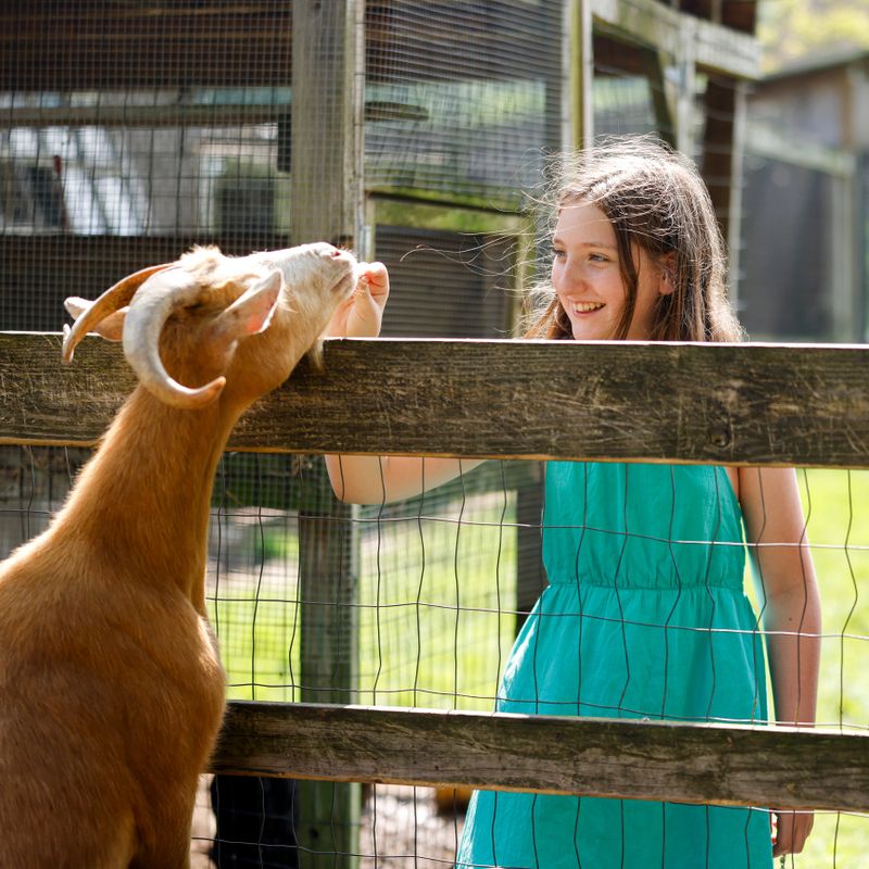 Preteen girl in turquoise dress smiles while interacting with light brown goat over wooden fence at farm animal pen. The 11-year-old stands outside mesh enclosure as curious goat reaches up toward her. Sunlight illuminates the scene creating warm atmosphere at rural petting zoo or family farm. Selective focus highlights connection between child and farm animal.