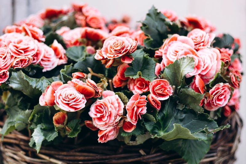Close-up of Begonia elatior with vibrant red-pink double flowers in full bloom. Lush petals and green foliage in soft light. Perfect for botanical, floral, garden, and decorative plant themes.