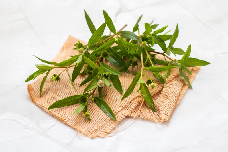 Bhringraj, known as False Daisy (Eclipta alba), is a powerful Ayurvedic herb used for promoting hair growth, liver health, and skin wellness.