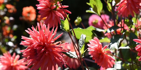 Bright pink dahlias blooming in sunlight with green leaves.