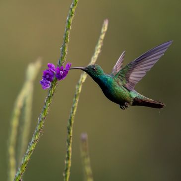 Hummingbird feeding from purple flower.