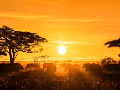 Elephants walking at sunset in an African savanna.