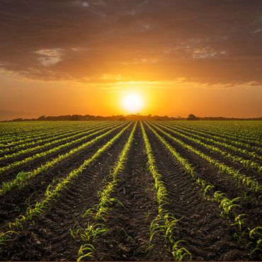 Sunset over a lush green crop field with rows of young plants.