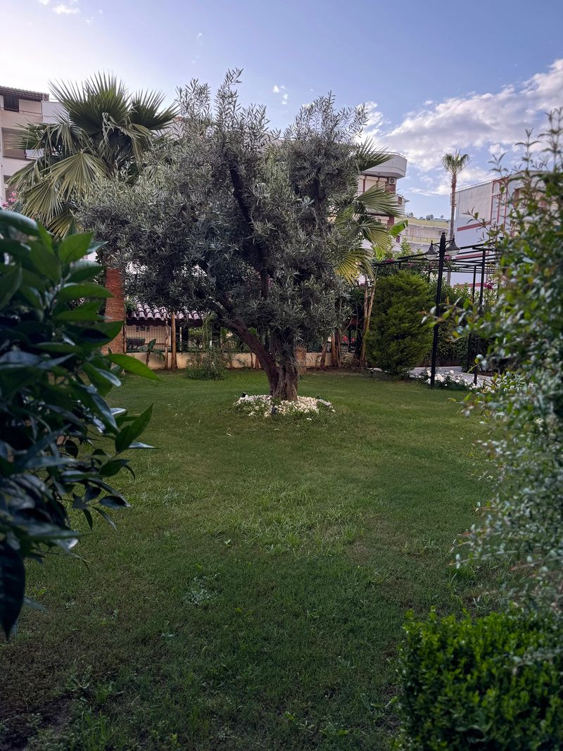 Resort Garden with Olive and Palm Trees in Turkey. Scenic Mediterranean-style garden in Turkey with palm trees and olive trees