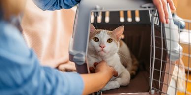 A person gently petting a cat inside a pet carrier.