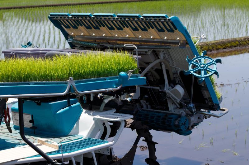 Japanese rice transplanter seedlings and paddy fields. Rice cultivation and preparation of farm equipment.