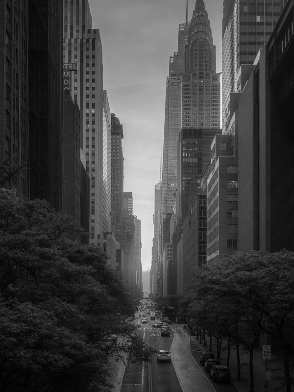 Black and white photo of a busy city street flanked by tall buildings and trees.