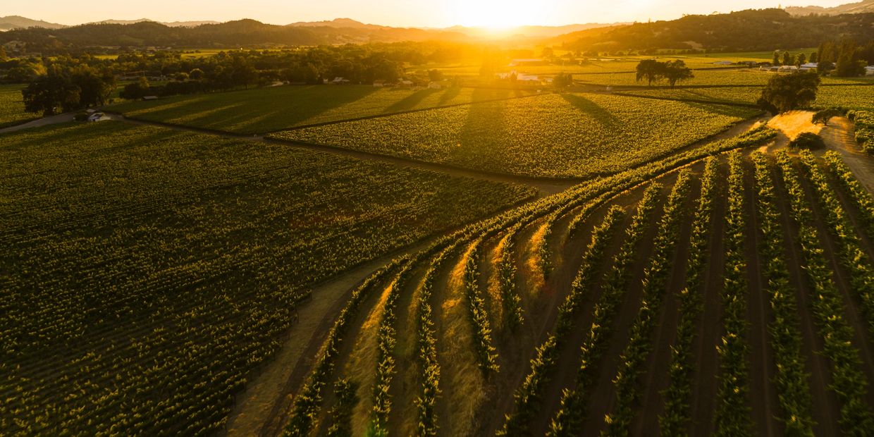 Sunset over a sprawling vineyard with lush green rows and distant hills.