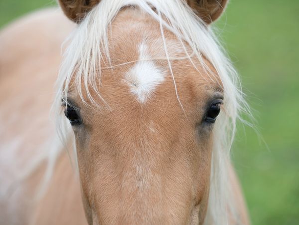 Horse embracing human connection 