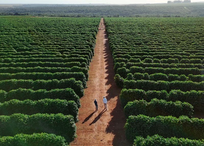 An enchanting aerial drone shot captures two people, a man and a woman, seen from above, walking together on a wide dirt road that cuts through a sprawling, vibrant green coffee plantation in rural Brazil. The scene is bathed in clear daylight under a bright sky. The image evokes themes of leisure, nature, and the serene beauty of the countryside. While their ages and ethnicities are not discernible from this distance, their relaxed posture suggests a tranquil moment amidst the lush agricultural landscape.