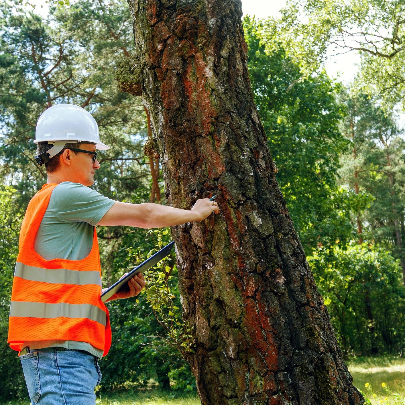 Forester inspecting a tree in the forest.