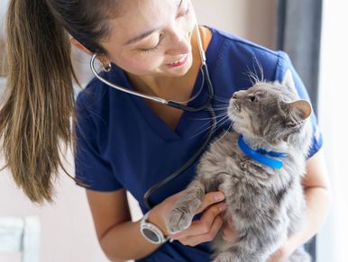 Veterinarian examining a cat with a stethoscope.