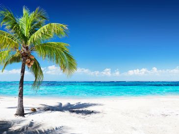 A lone palm tree on a pristine tropical beach with clear blue skies.