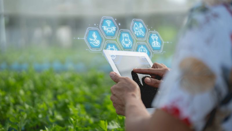 A person uses a tablet to monitor smart farm technology managing leafy green crops with digital data overlays showing precision farming and agriculture concepts.