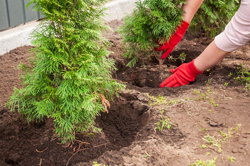 Woman in red gloves carefully plants a small evergreen tree in a garden, enriching the soil around its base for healthy growth.