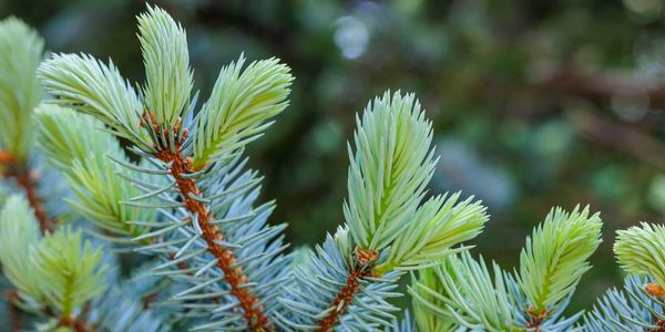 Close-up of fresh light green pine needles on a branch.
