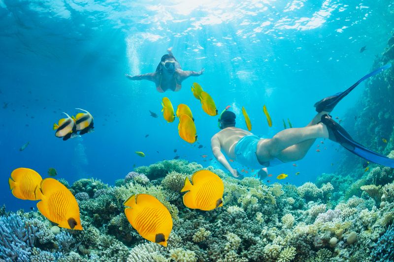 Snorkeling young women and men swimming with  School of fish  Masked butterflyfish  and couple of Bannerfish Underwater photo Coral Sea life. She is happy, with smile. Beautiful blue sunny background