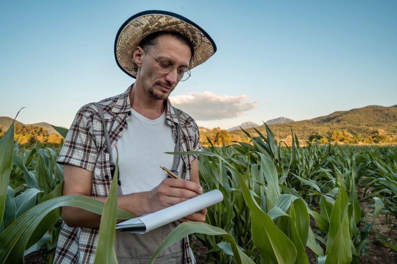 A farmer stands in the middle of a flourishing cornfield, taking notes on plant growth. The scene showcases agricultural science, rural environment, and dedication to sustainable farming practices under a clear evening sky.