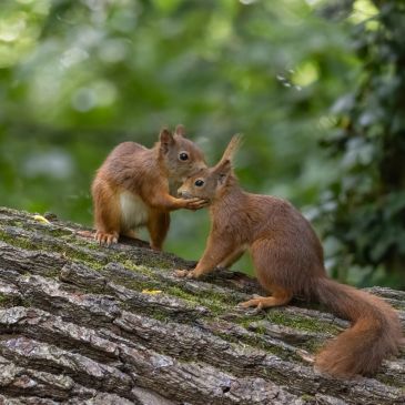 Two red squirrels interacting on a tree branch.
