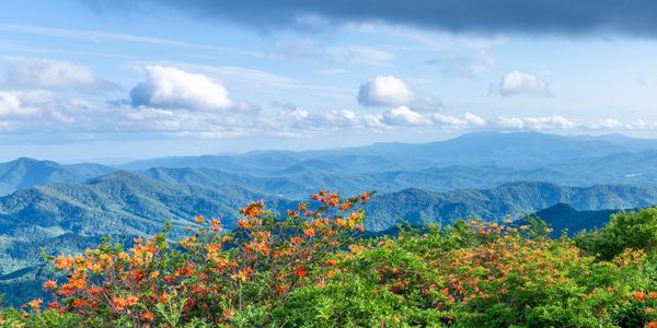 Mountain landscape with vibrant orange flowers under a partly cloudy sky.