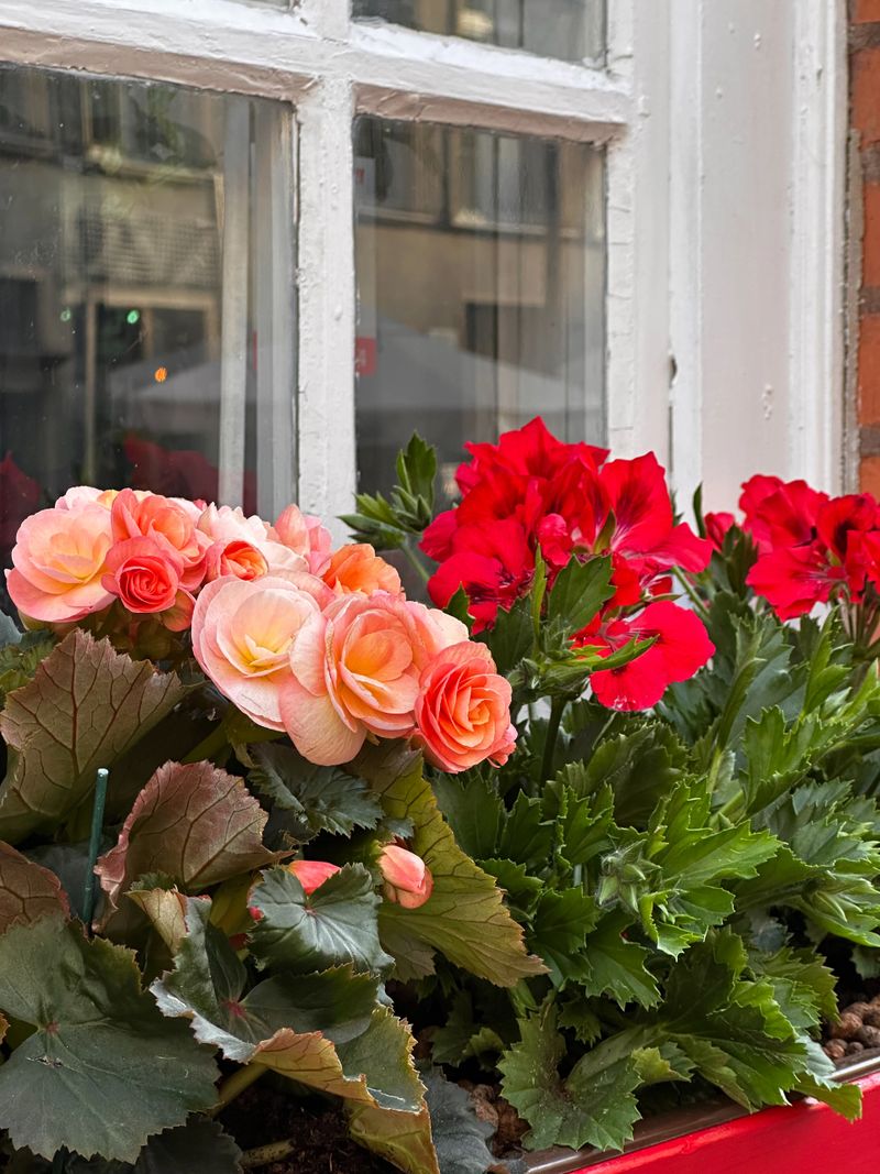 Red wooden flower boxes filled with blooming begonias enhance the aesthetic of this traditional window, merging nature and architecture in a cozy, vintage atmosphere.