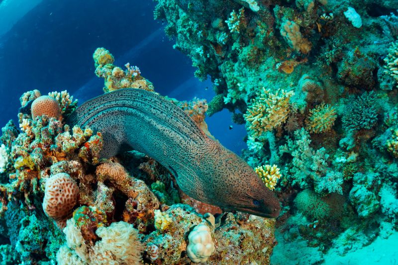 Giant moray eel   Sea life - Lion fish  Beautiful sea life.  Underwater scene  coral reef and   Red Sea
