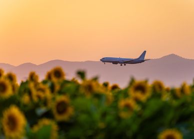 Airplane flying over a sunflower field during sunset.