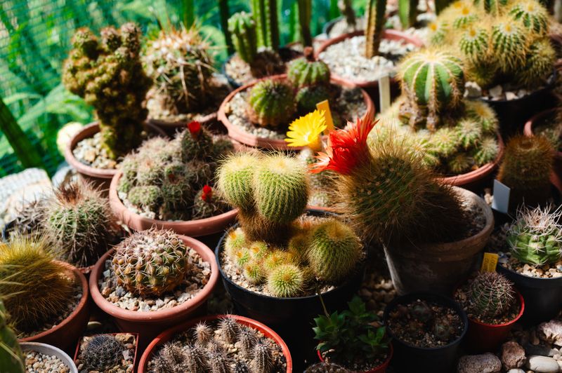 A vibrant assortment of cacti, some in bloom with bright red and yellow flowers, fills a sunlit greenhouse. The potted plants display a range of textures and forms, from spiky globes to fuzzy clusters, creating a rich and lively desert garden scene under filtered natural light.