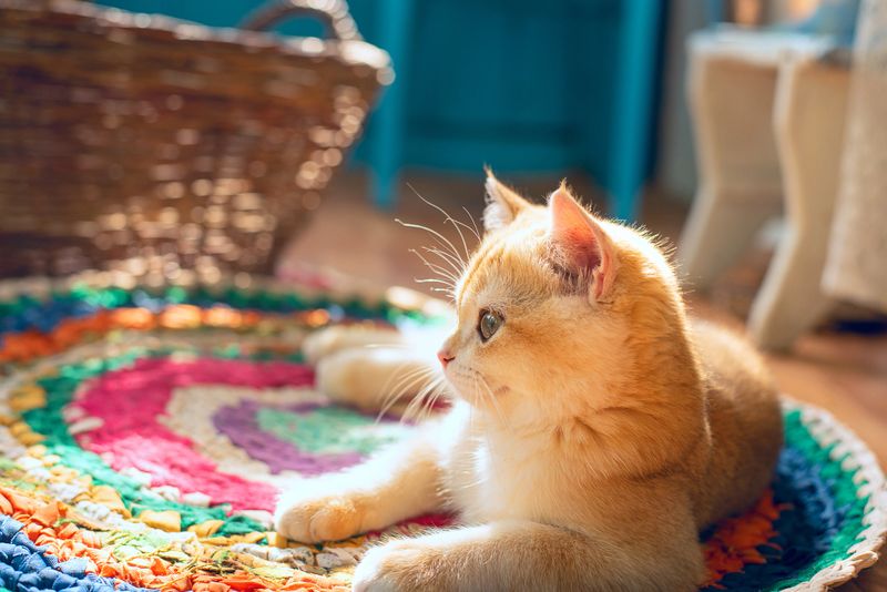Cute ginger cat relaxing on a colorful braided rug in a sunlit room. Cozy rustic interior with warm light, wicker basket, and soft textures creates a peaceful, homely atmosphere. Pet enjoying quiet indoor moment.