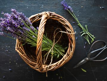 Lavender bouquet in a wicker basket with scissors on a dark surface.