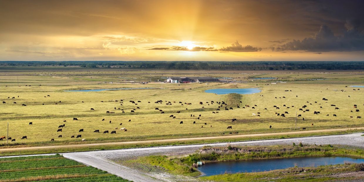A vast pasture with grazing cows under a golden sunset sky.