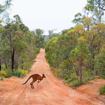Image of  a Kangaroo hoping across the bush