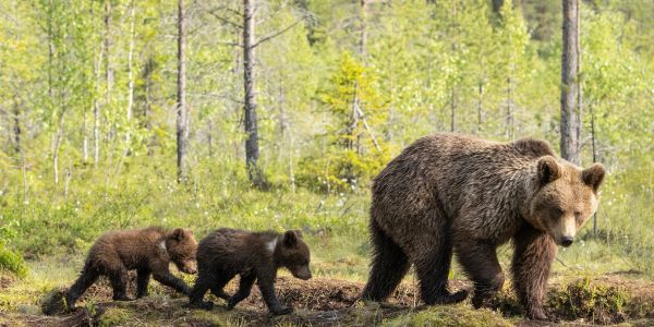 Mother bear walking with her two cubs in the forest.