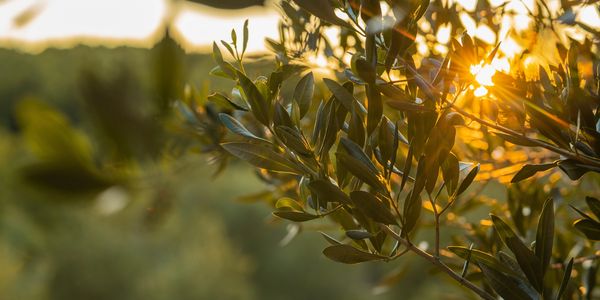 Sunlight shining through olive tree leaves.