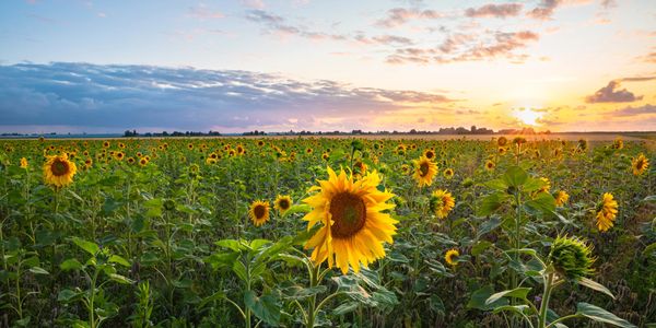 Sunflower field glowing under a vibrant sunset sky.