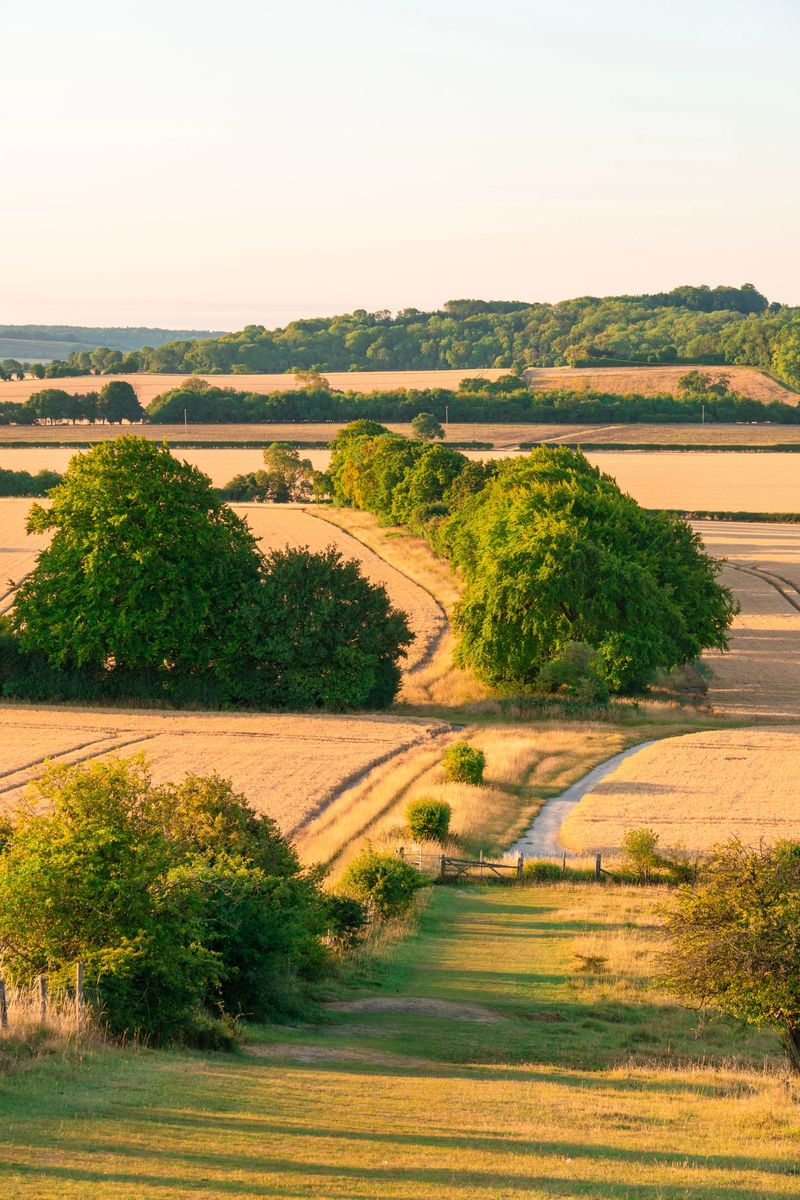 Tranquil landscape featuring golden fields and lush trees in the warm glow of sunset