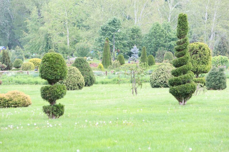 A beautifully serene landscape showcasing beautifully manicured trees within a vibrant, lush green garden