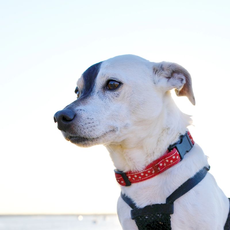 Close-up of a Jack Russell dog with unique face, bathed in golden hour back-lighting, looking sideways.