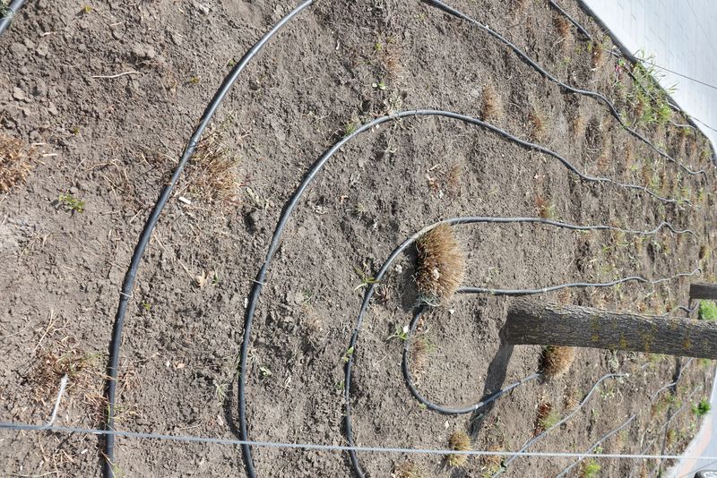 A beautifully designed garden with a unique spiral irrigation system for optimal water distribution throughout