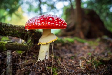   "For educational/identification purposes only."