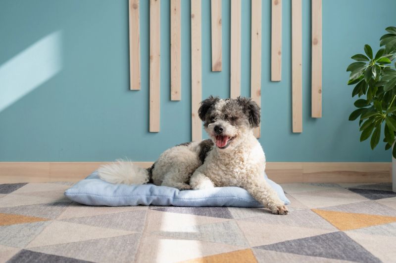 Adorable mixed breed dog in living room lying on dog bed, breathing heavily in summer heat