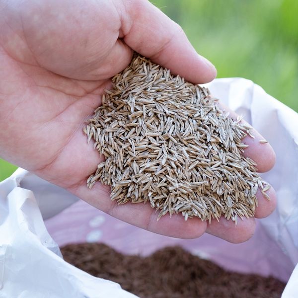 Hand holding a handful of grass seeds over a white bag outdoors.