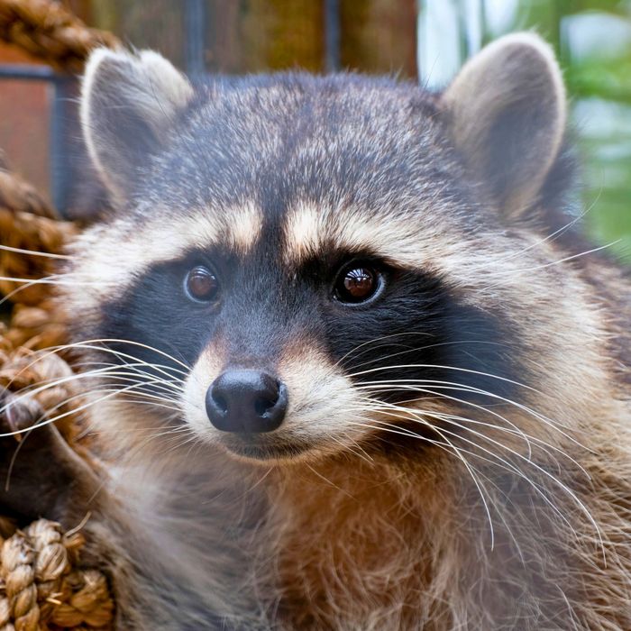 Close-up of a curious raccoon with detailed fur and whiskers.