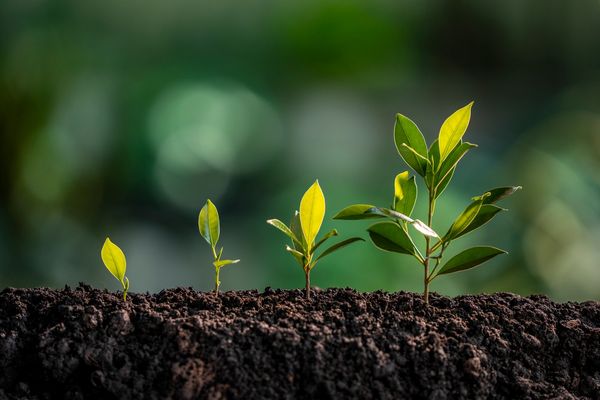 Four stages of plant growth from seedling to small plant.