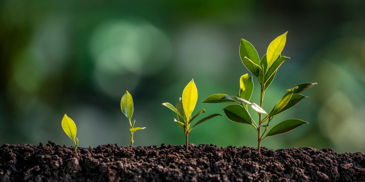 Series of growing plants in a row
