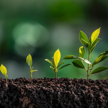 Four green seedlings growing progressively taller in soil.