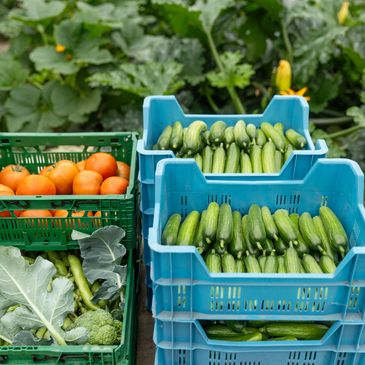 Fresh zucchinis, tomatoes, and broccoli in crates at a market.