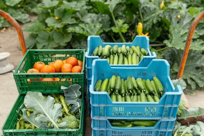 Focus on various vegetables grown in an organic dutch greenhouse