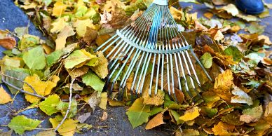 Metal rake gathering autumn leaves on pavement.